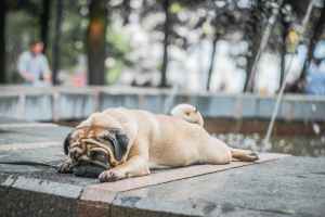 fawn pug lying on concrete surface